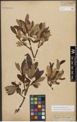 Foto von Salix triandra subsp. amygdalina (L.) Schübl. & G. Martens